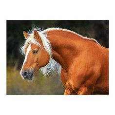 Алмазная мозаика 20 цв. "Соловая лошадь" Рыжий Кот AC22049/РК