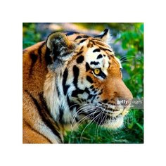 Алмазная мозаика 27 цв "Тигр" Рыжий Кот AS30002/РК