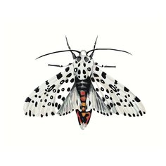 Бабочка леопард Раскраска картина по номерам на холсте Z-NA81 40х50