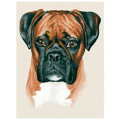 Картина по номерам "Боксер", 30x40 см Белоснежка