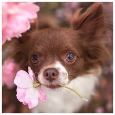 Алмазная мозаика "Маленькая собачка в цветах" Рыжий кот