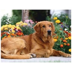 Картина по номерам с цветной схемой на холсте 30х40 Золотистый ретривер (18 цветов) Molly