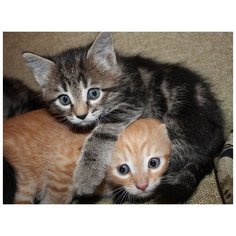 Картина по номерам с цветной схемой на холсте 30х40 МАЛЫШИ (19 цветов) Molly