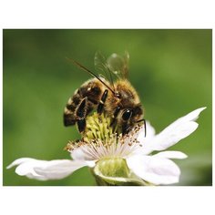 Картина-открытка мозаикой 15х20 СЛАДКИЙ НЕКТАР (16 цветов) Molly