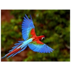 Картина по номерам Colibri "Красочный попугай" 40х50см, арт. VA-0549