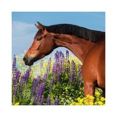 Алмазная мозаика "Красивая лошадь на лугу" Рыжий кот