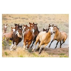 Рыжий кот Картина по номерам "Лошади в поле" 40х50 см (Х-3656)