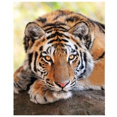 Рыжий кот Картина по номерам Задумчивый тигр 40х50 см (Х-4690)