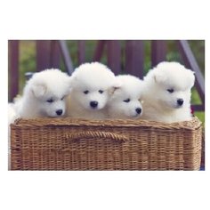 Рыжий кот картина по номерам "Щенята в корзине" 40х50 см (Х-8110)