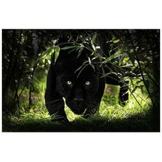 Рыжий кот Картина по номерам Пантера на охоте 40х50 см (Х-8097)