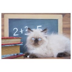 Холст с красками "Палитра. Рисование по номерам. Умный кот", 30х40 см