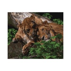 Картина по номерам "Львиный разговор", 40x50 см Paintboy