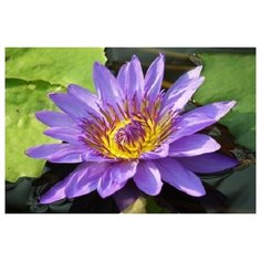 Холст с красками "Палитра. Рисование по номерам. Яркая кувшинка", 30х40 см Рыжий кот