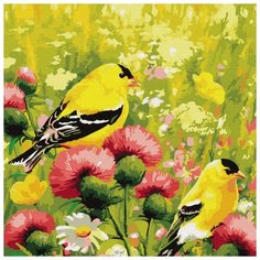 Картина по номерам "Иволги" (21 цвет) Molly