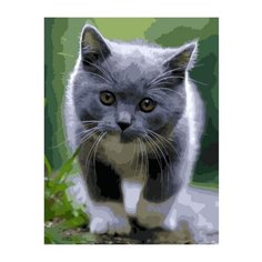 Картина по номерам Paintboy GX 38917 Котенок на прогулке , холст на подрамнике 40х50см