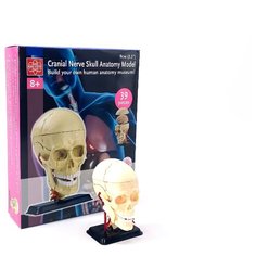 Анатомический набор (череп) EDU-TOYS SK010