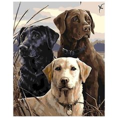 Картина по номерам Цветной (Premium) "Гордые лабрадоры", 40x50 см
