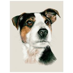 Картина по номерам "Джек-рассел-терьер", 30x40 см Белоснежка