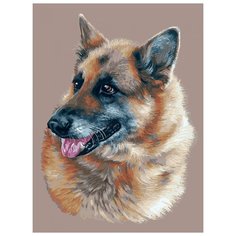 Картина по номерам "Эльзасская овчарка", 30x40 см Белоснежка