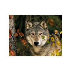 Алмазная мозаика "Волк в осеннем лесу" Рыжий кот