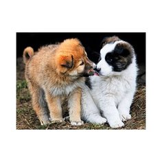 Алмазная мозаика "Дружелюбные щенята" Рыжий кот