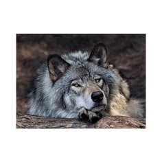 Алмазная мозаика "Волк" Рыжий кот