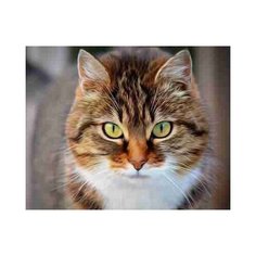 Алмазная мозаика "Кошачий взгляд" Рыжий кот