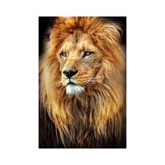 Алмазная мозаика "Красивый лев" Рыжий кот