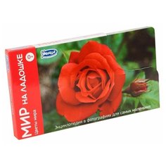 Набор карточек Умница Мир на ладошке. Цветы мира 18.2x10.2 см 24 шт.