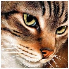 Алмазная мозаика "Загадочный кот", 20x20 см Гранни