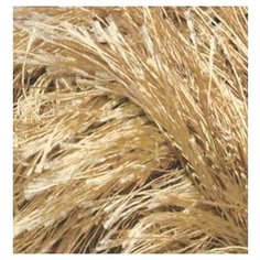 Пряжа для вязания Ализе Decofur Травка (100% полиэстер) 5х100г/100м цв.0127 карамель Alize