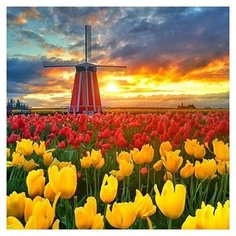 Алмазная мозаика Molly 30х30 см Поля тюльпанов в Нидерландах
