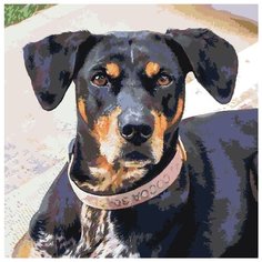 Картина по номерам Живопись по Номерам "Пинчер Карл", 40x40 см