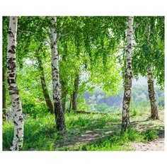 Фотообои 3D "Березы" 300х250 (ШхВ)