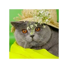 Алмазная мозаика "Британский кот в шляпе" 22х32 см (AS22068)