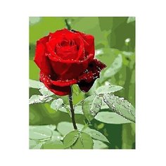 Алмазная мозаика "Красивая роза" 17х22 см (AC17045) Рыжий кот