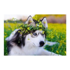 Алмазная мозаика "Хаски в цветах" 22х32 см (AS22061) Рыжий кот