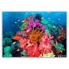 Магнит на холодильник большой - A4, Подводный мир, кораллы Drabs