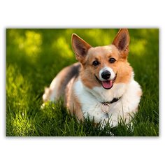 Магнит на холодильник большой - A4, корги, лежит на траве Drabs