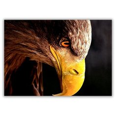 Магнит на холодильник большой - A4, Голова орла Drabs