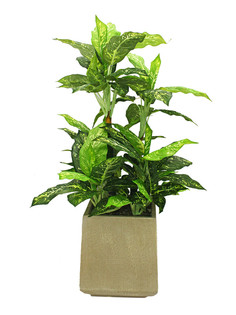 Диффенбахия в керамическом кашпо 20-658/CRS-37 Gerard de ros