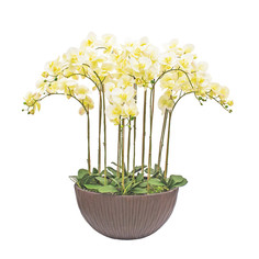 Орхидея фаленопсис 11 веток в большом керамическом кашпо Венге Gerard de ros 17-765/1048