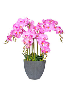 Орхидея фаленопсис 7 веток в малом керамическом кашпо Антрацит Gerard de ros 17-774/4056