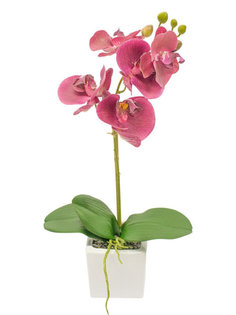 Орхидея фаленопсис 1 ветка в керамическом кашпо Куб Gerard de ros