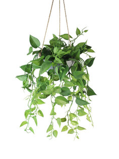 Филодендрон в керамическом подвесном кашпо Gerard de ros