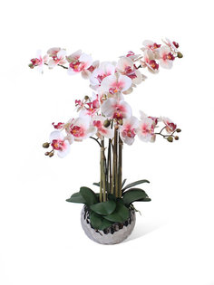 Орхидея Фаленопсис 6 веток в керамическом серебрянном кашпо "Соты" Gerard de ros