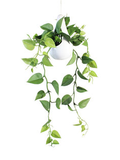 Филодендрон в подвесном керамическом кашпо Gerard de ros