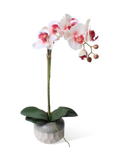 Орхидея Фаленопсис 1 ветка в керамическом кашпо Gerard de ros
