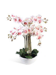 Орхидея Фаленопсис 9 веток в керамическом круглом кашпо Gerard de ros