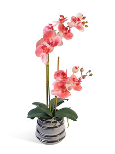 Орхидея Фаленопсис 2 ветки в керамическом серебрянном кашпо Gerard de ros